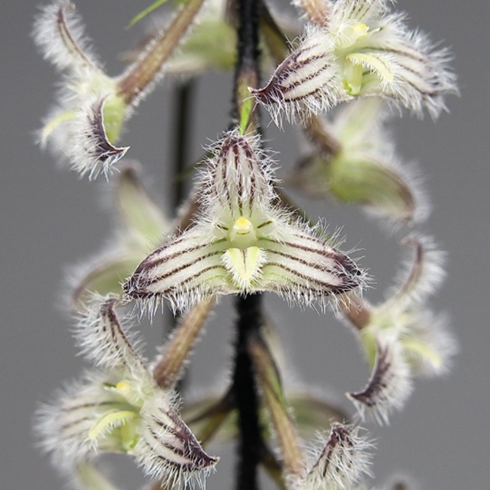 Bulbophyllum lindleyanum