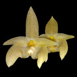 Bulbophyllum lobbii var. siamense