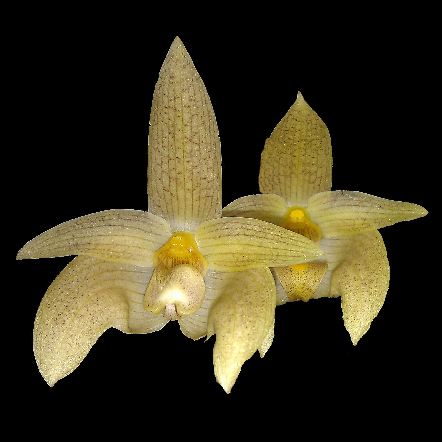 Bulbophyllum lobbii var. siamense