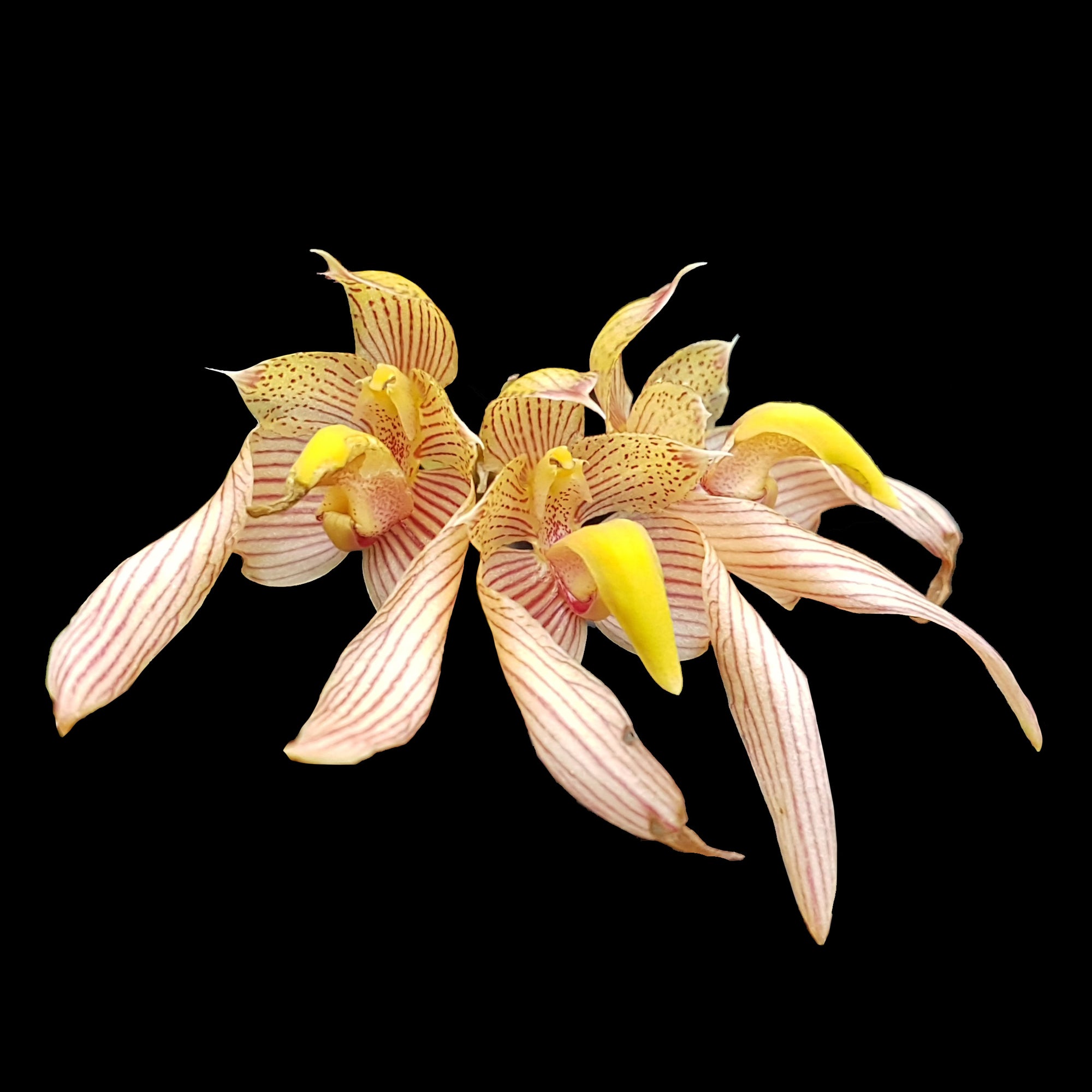 Bulbophyllum bicolor - The Two-Toned Orchid