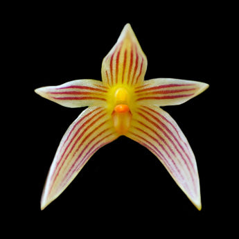 Bulbophyllum affine