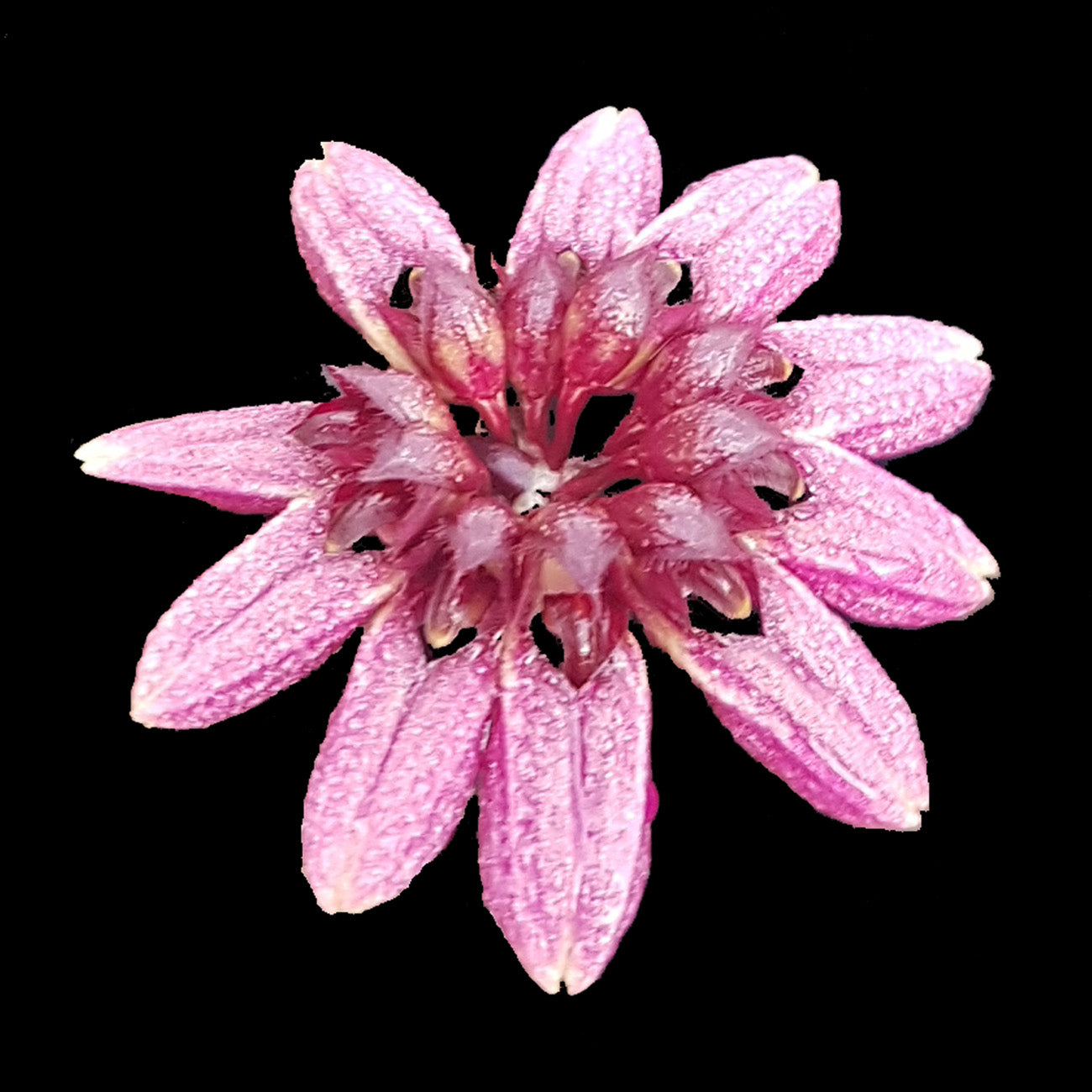 Bulbophyllum corolliferum