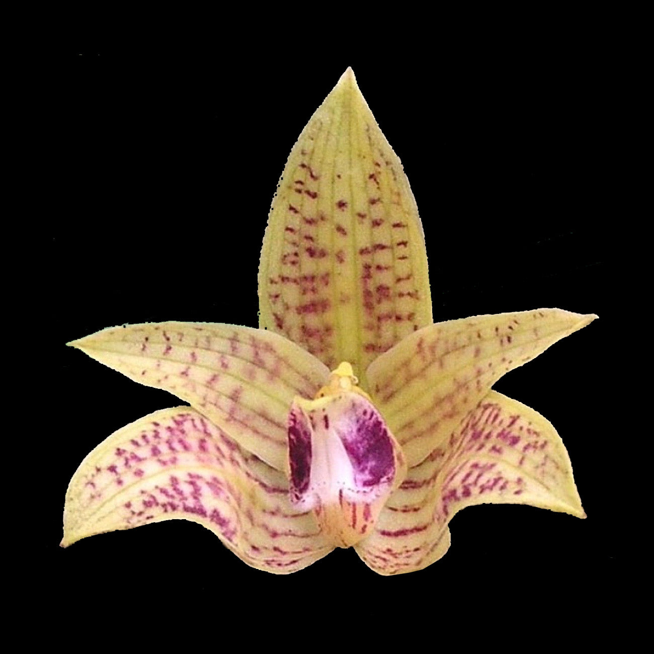 Bulbophyllum coweniorum