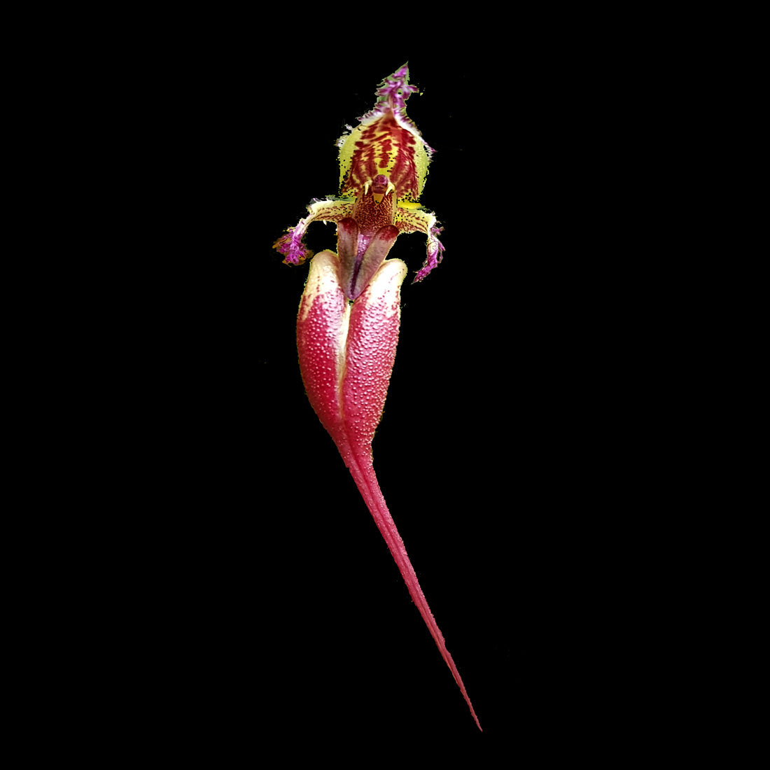 Bulbophyllum fascinator