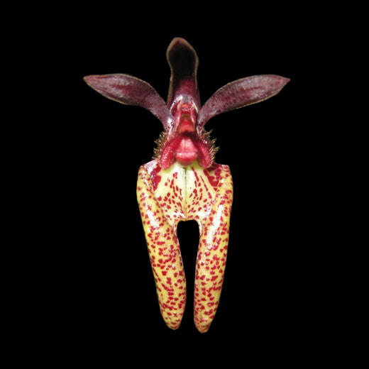 Bulbophyllum lasiochilum - The Miniature Orchid with a Furry Lip