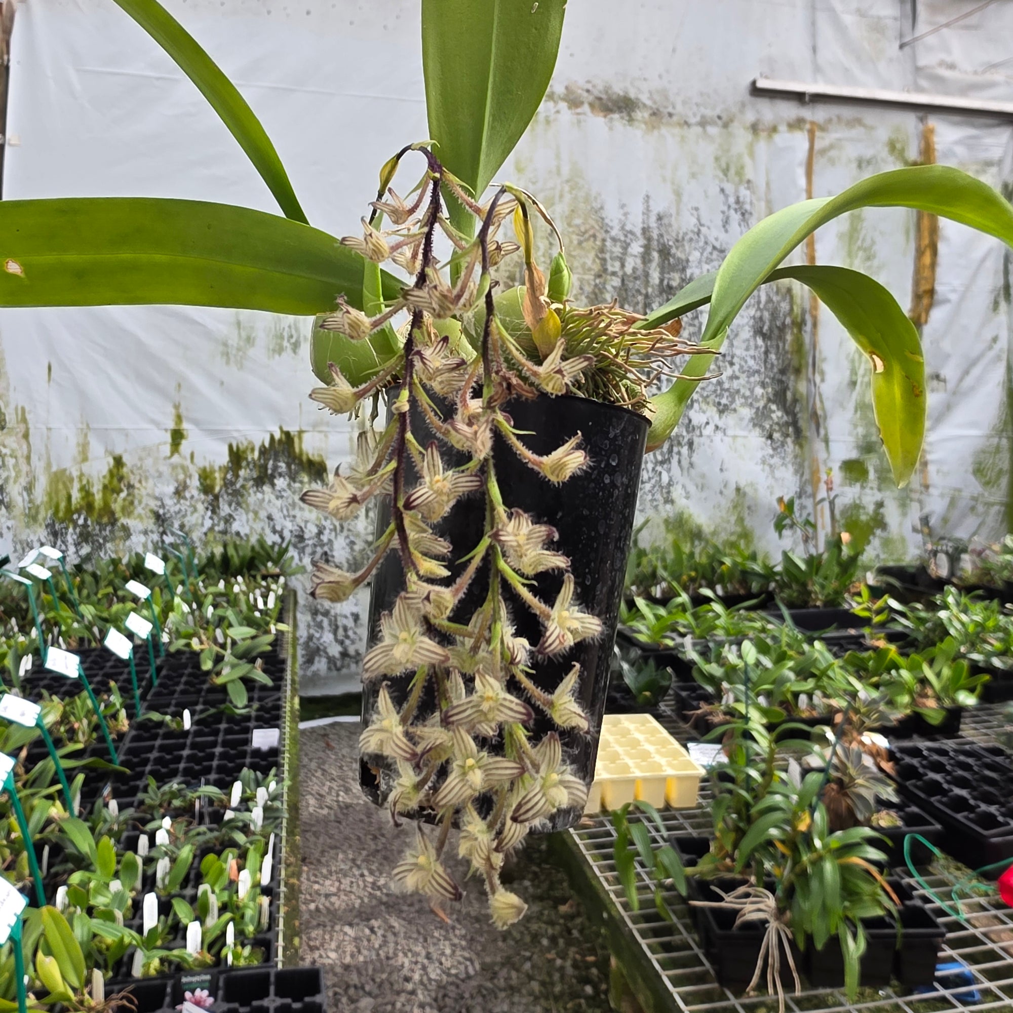 Bulbophyllum lindleyanum