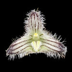 Bulbophyllum lindleyanum