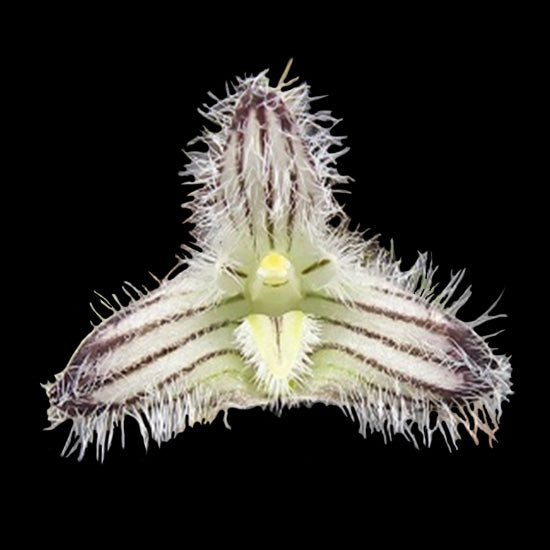 Bulbophyllum lindleyanum