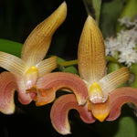 Bulbophyllum lobbii gigantea 'Caramel Sundae'