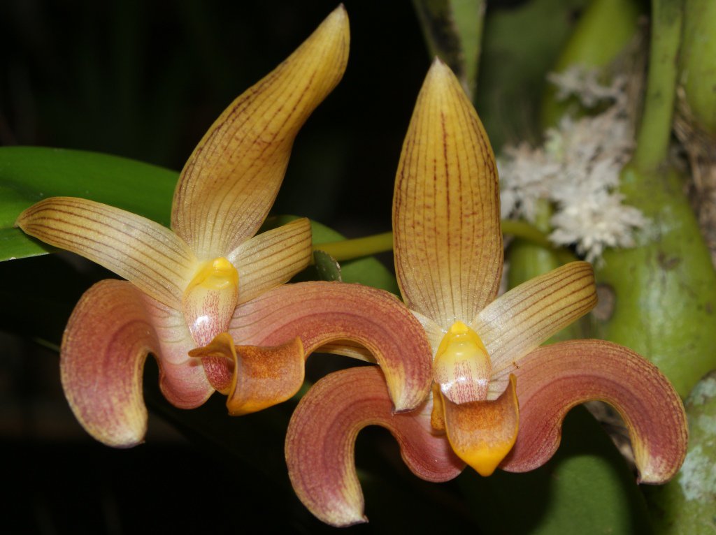 Bulbophyllum lobbii gigantea 'Caramel Sundae'