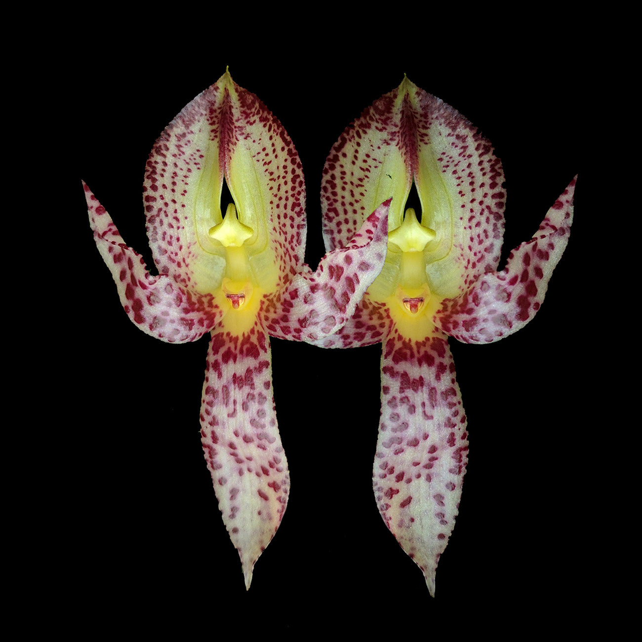 Bulbophyllum macranthum