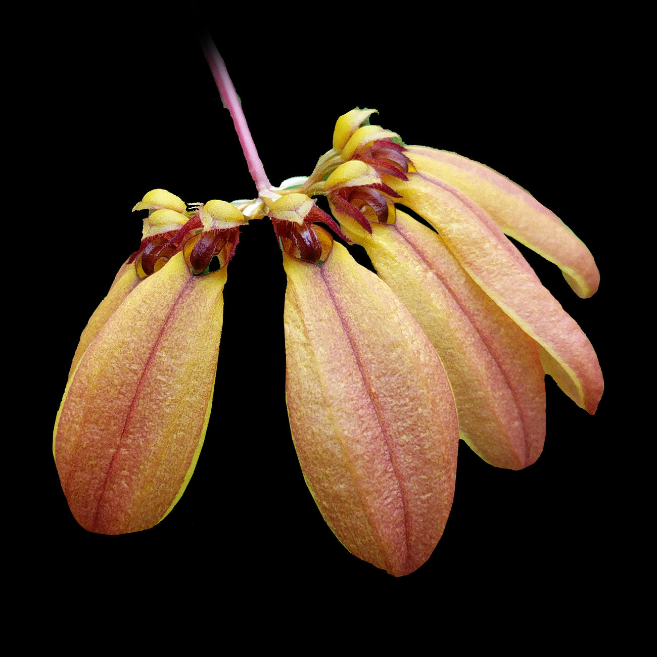 Bulbophyllum mastersianum