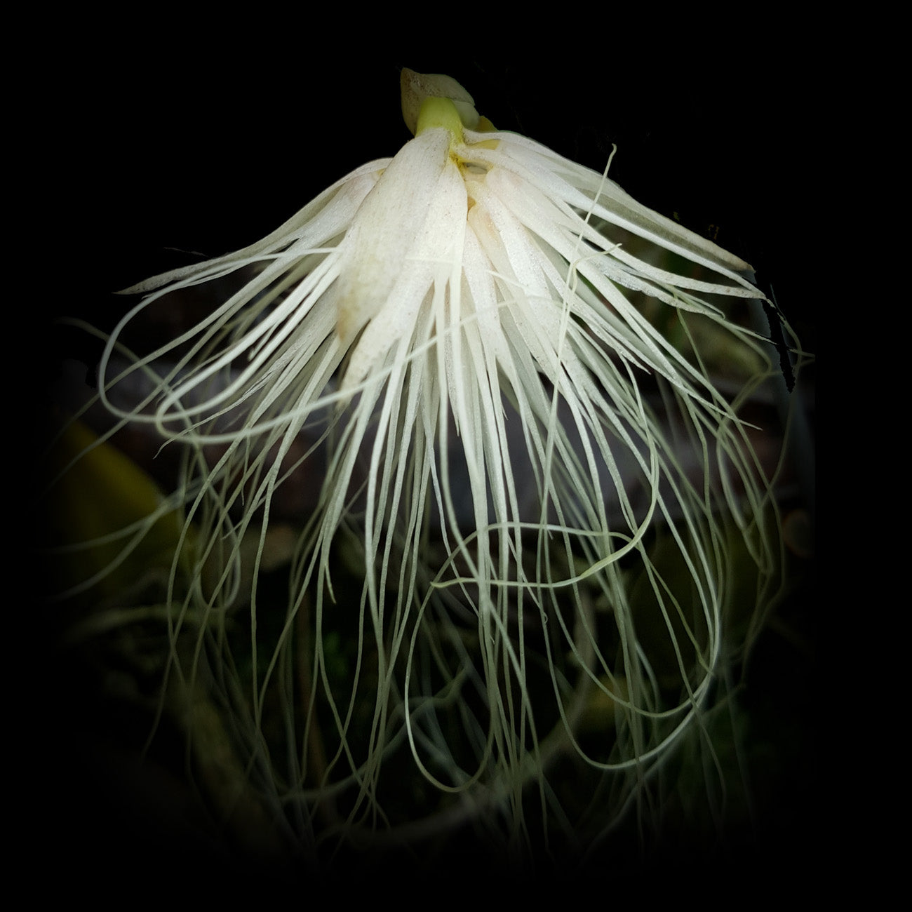 Bulbophyllum medusae - The Medusa Orchid