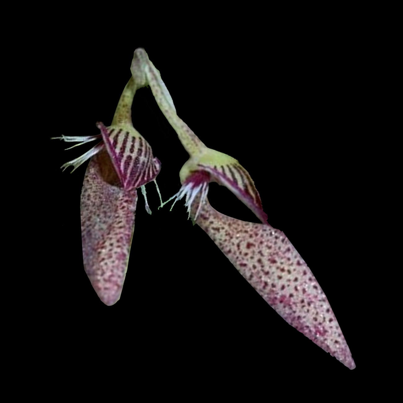 Bulbophyllum mirum