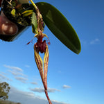 Bulbophyllum (ornatissimum x putidum) Hybrid