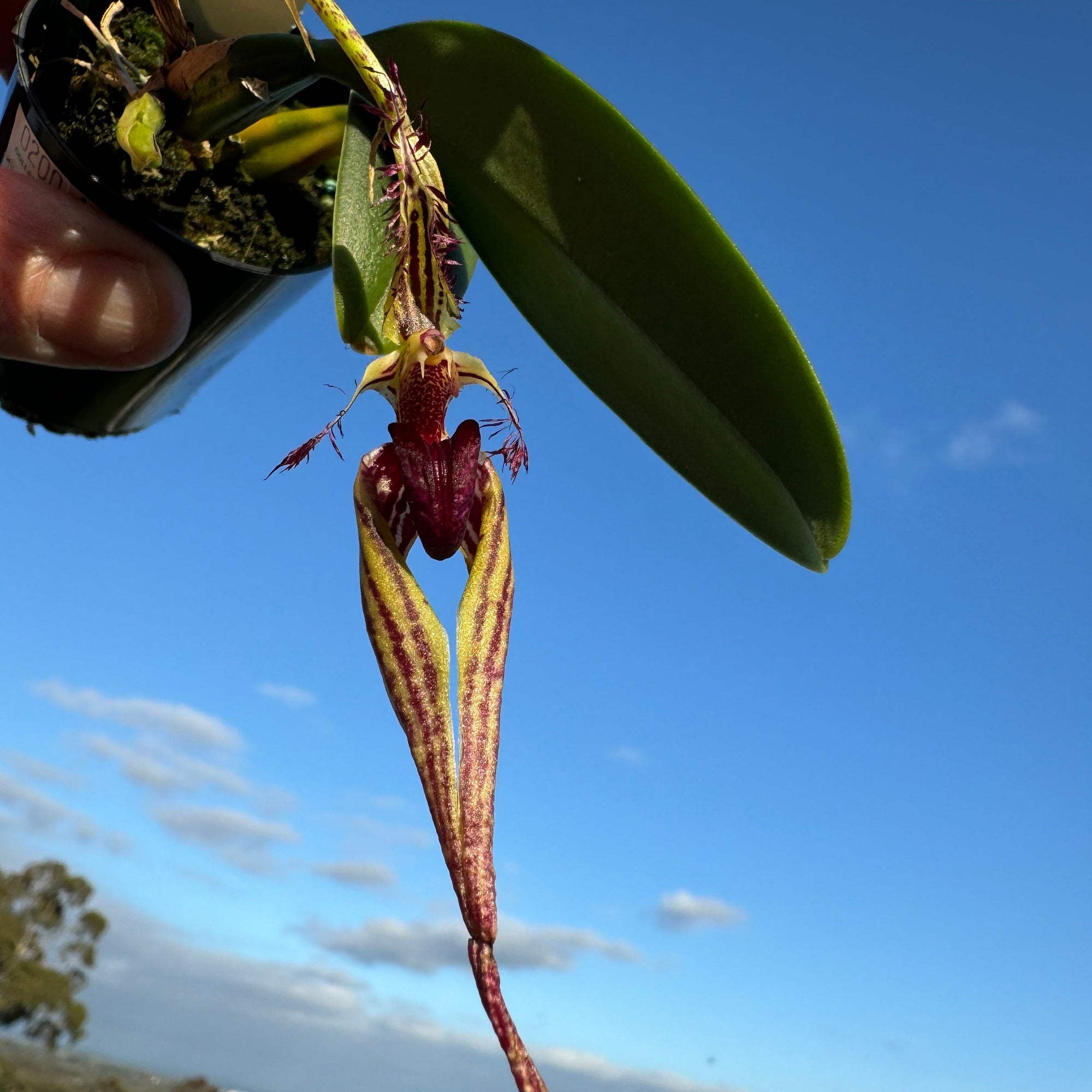 Bulbophyllum (ornatissimum x putidum) Hybrid