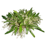 Bulbophyllum ramosii