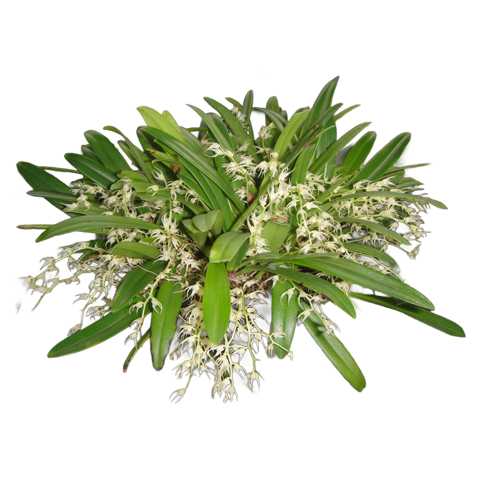 Bulbophyllum ramosii