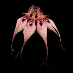 Bulbophyllum rothschildianum