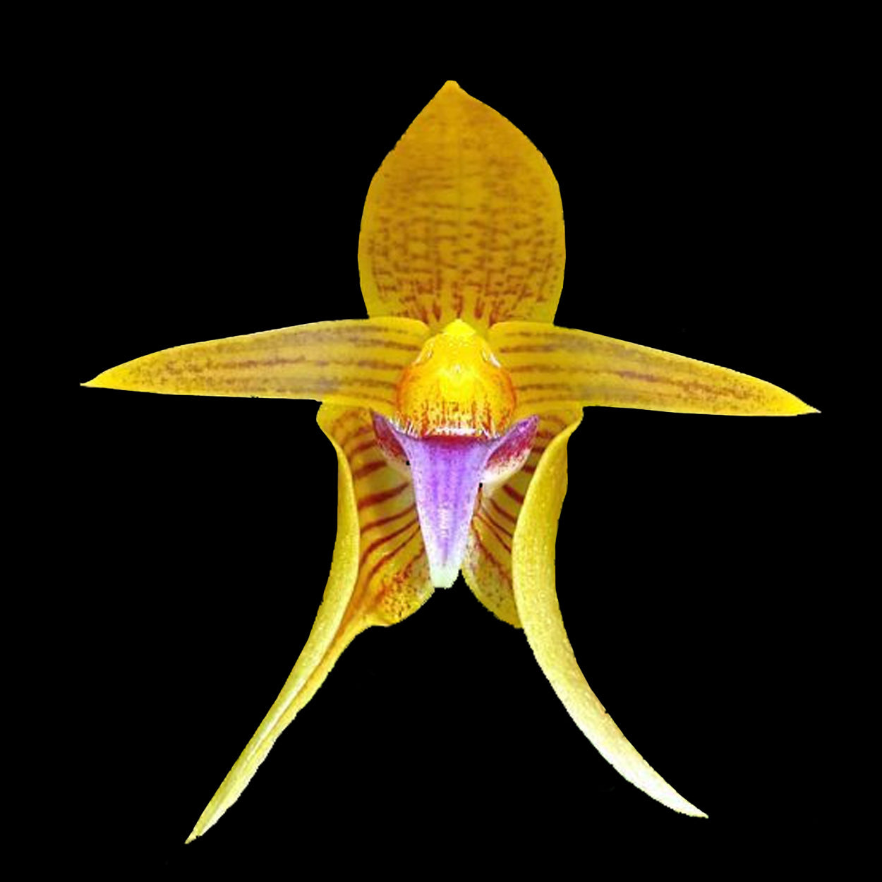 Bulbophyllum smitinandii