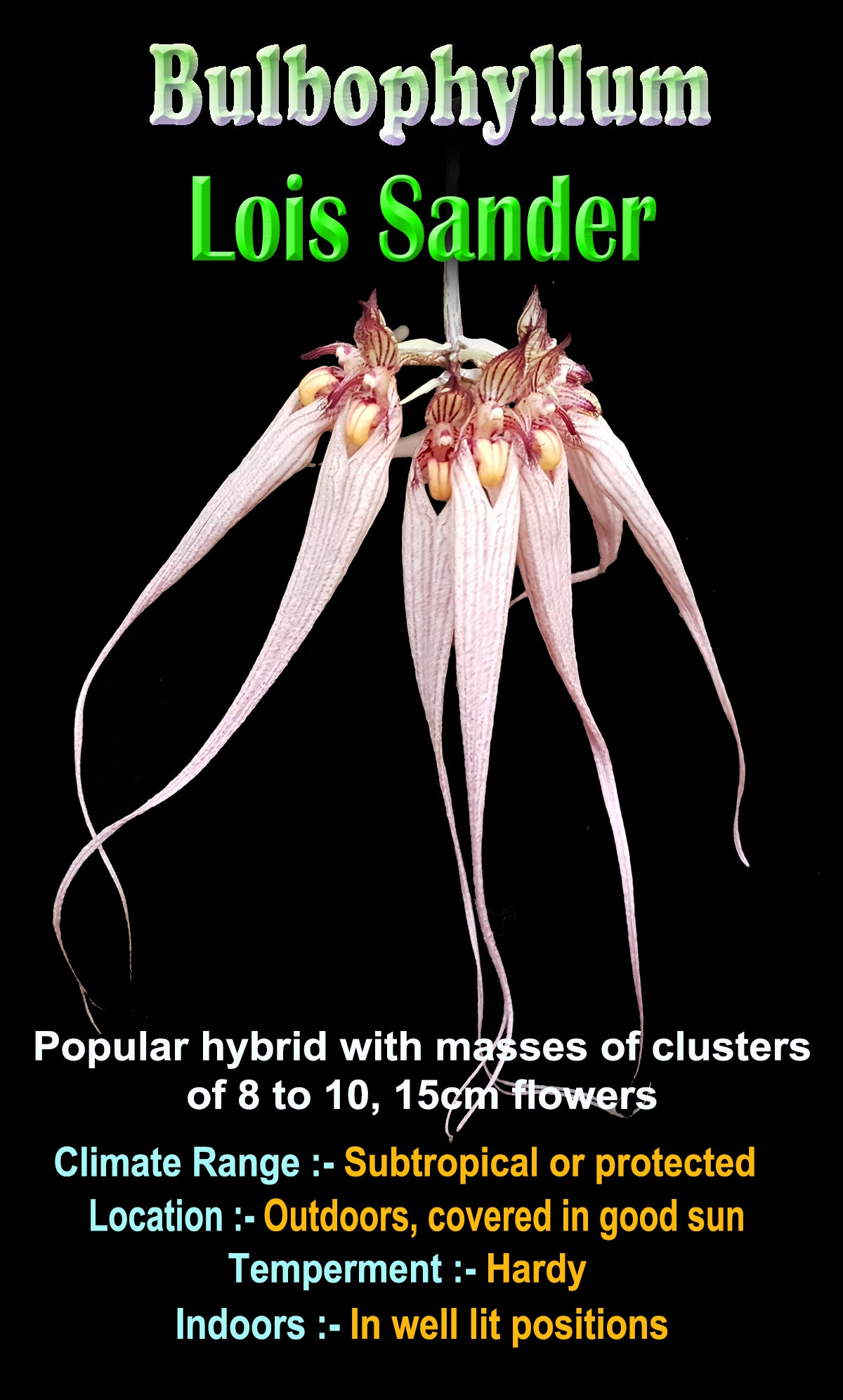 Bulbophyllum Louis Sander