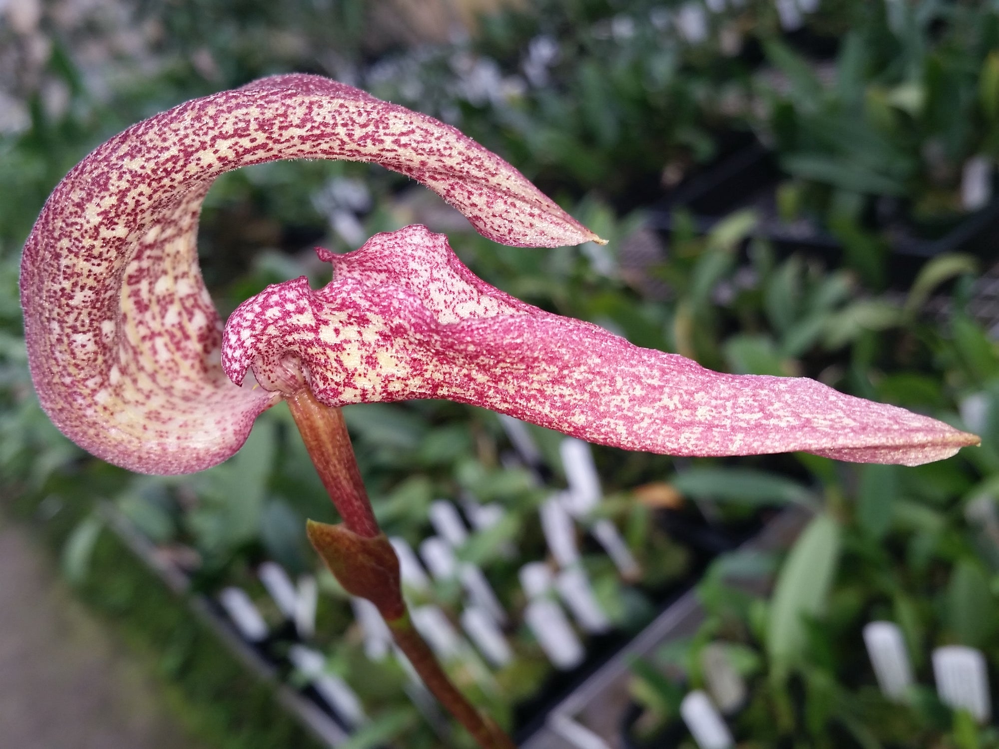 Bulbophyllum arfakianum