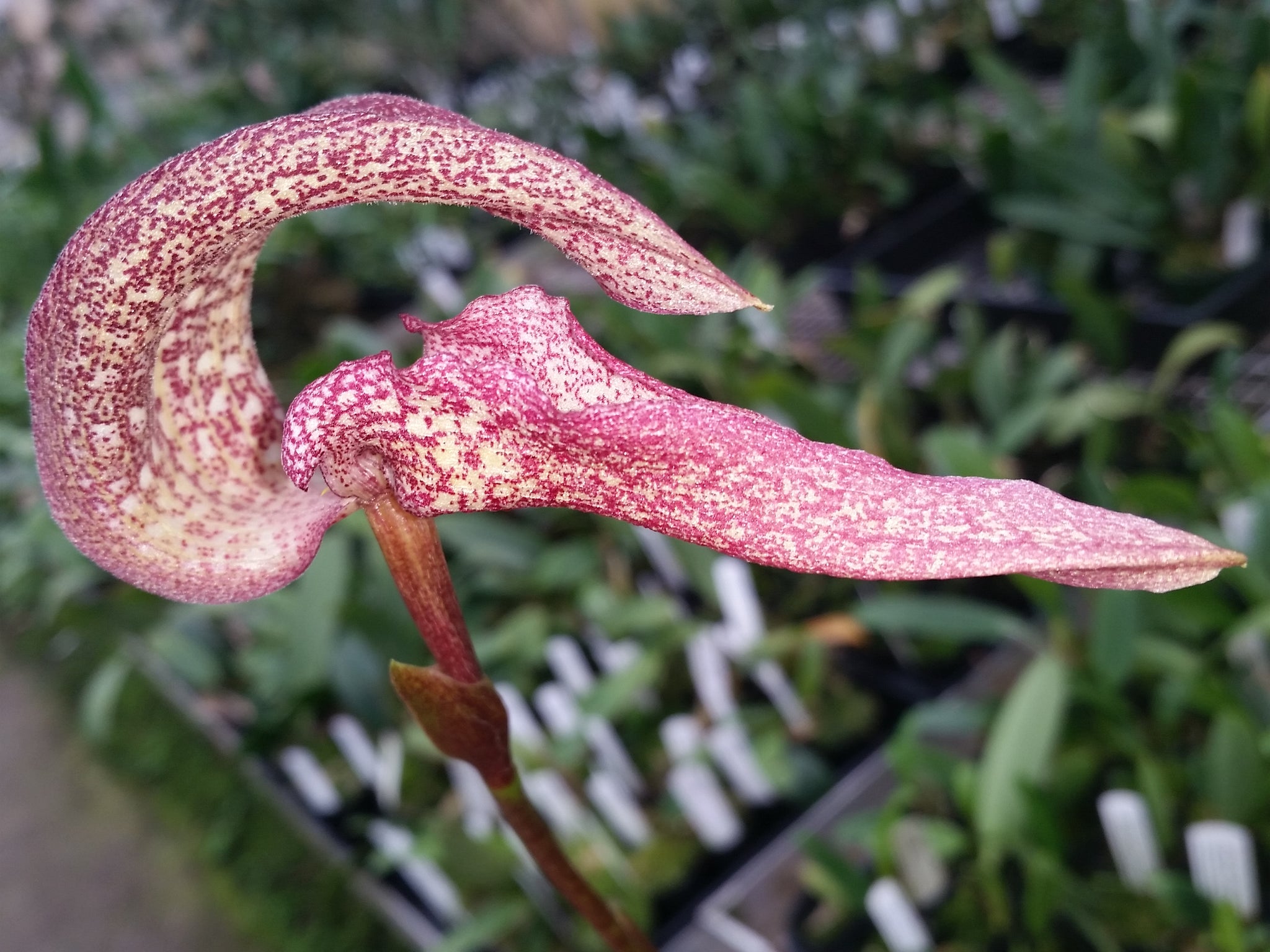 Bulbophyllum arfakianum