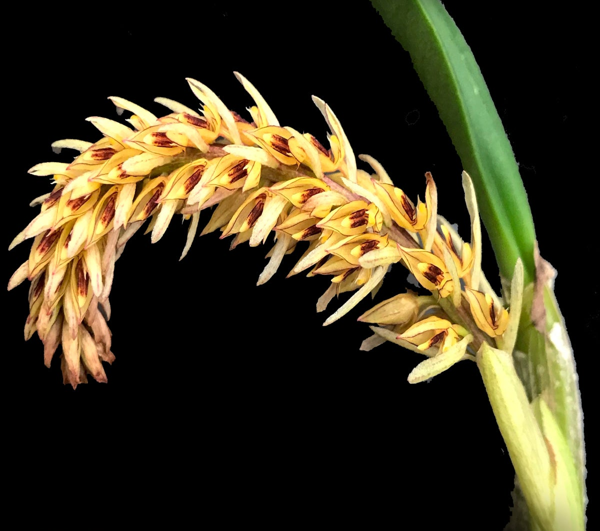 Bulbophyllum macrocoleum