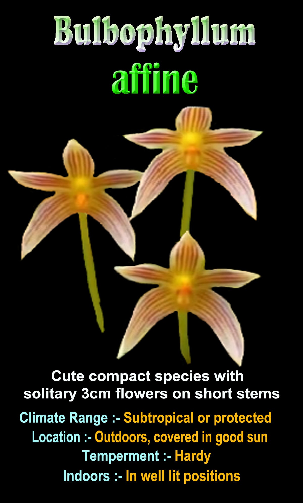 Bulbophyllum affine