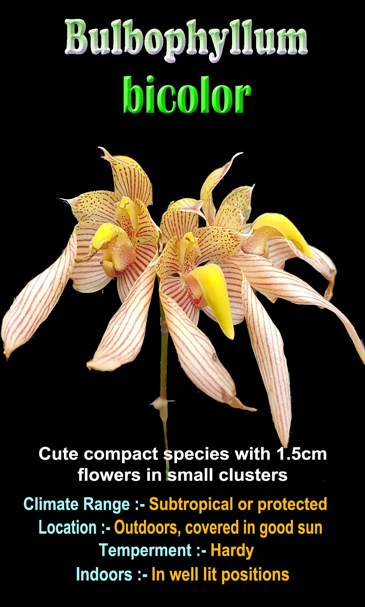 Bulbophyllum bicolour