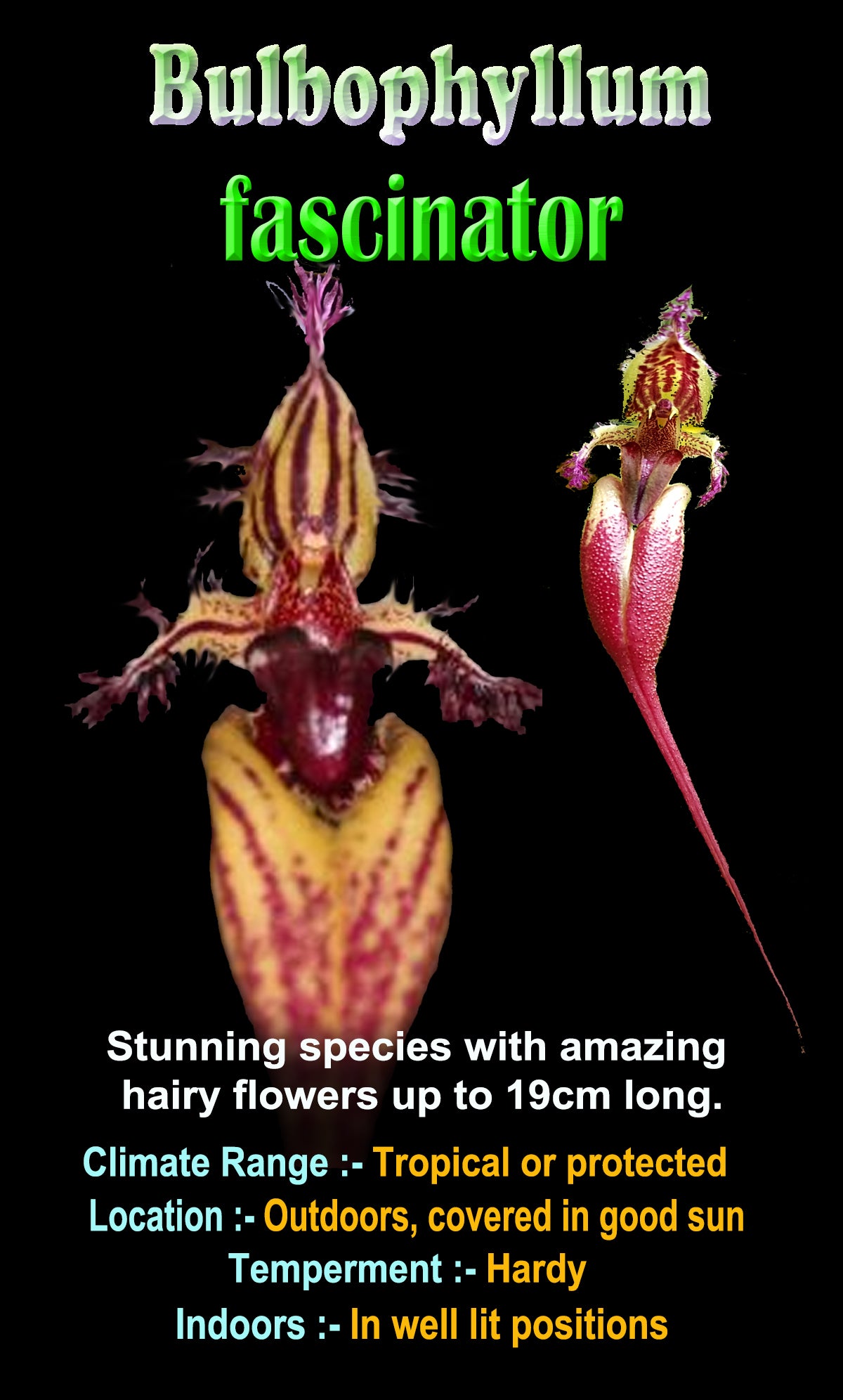 Bulbophyllum fascinator