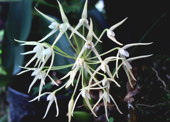 Bulbophyllum laxiflorum