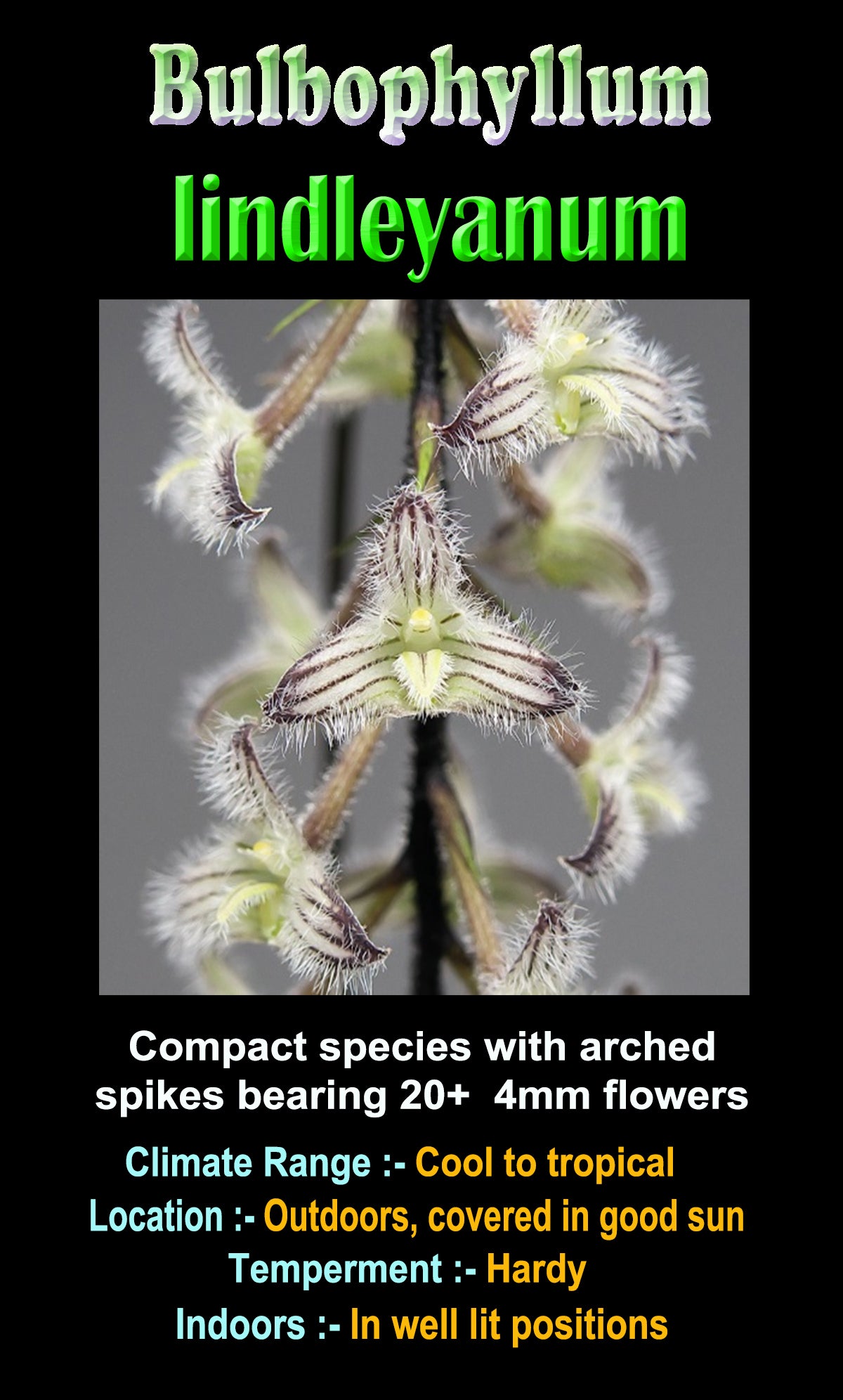 Bulbophyllum lindleyanum