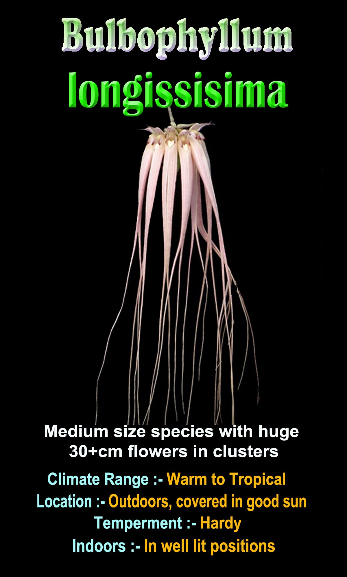 Bulbophyllum longissimum