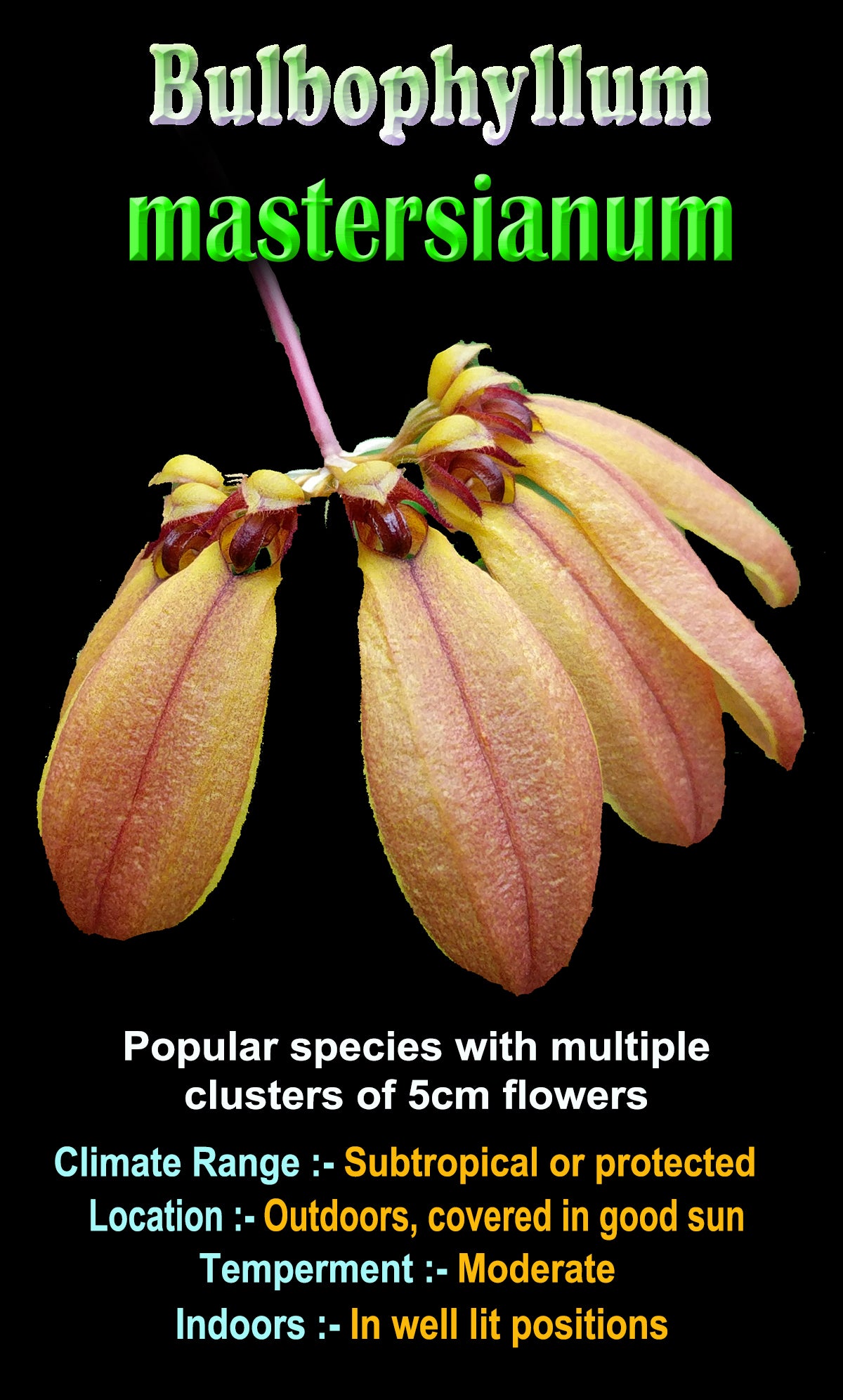 Bulbophyllum mastersianum - The Coconut Orchid