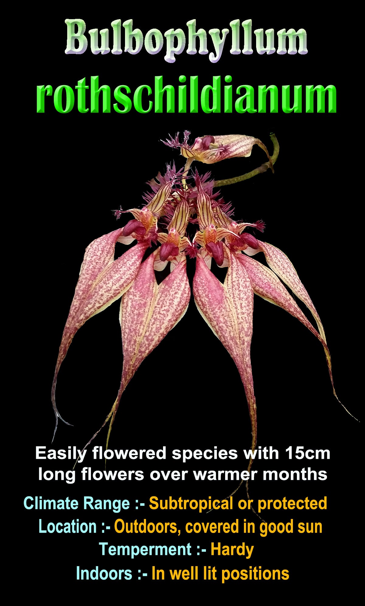 Bulbophyllum rothschildianum