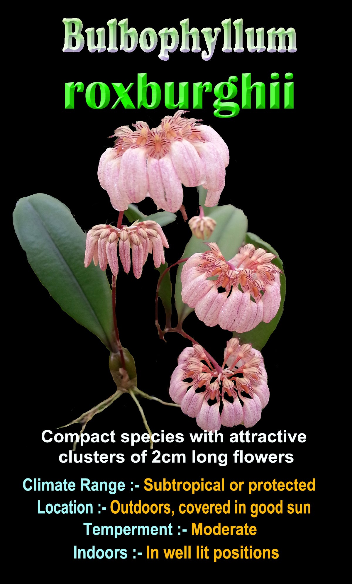 Bulbophyllum roxburghii – Collectors Online