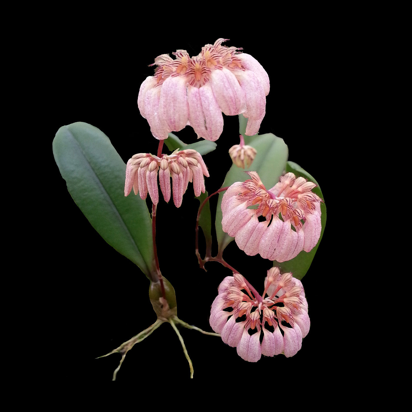 Bulbophyllum roxburghii