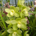 Cymbidium Baltic Glacier 'Mint Ice'