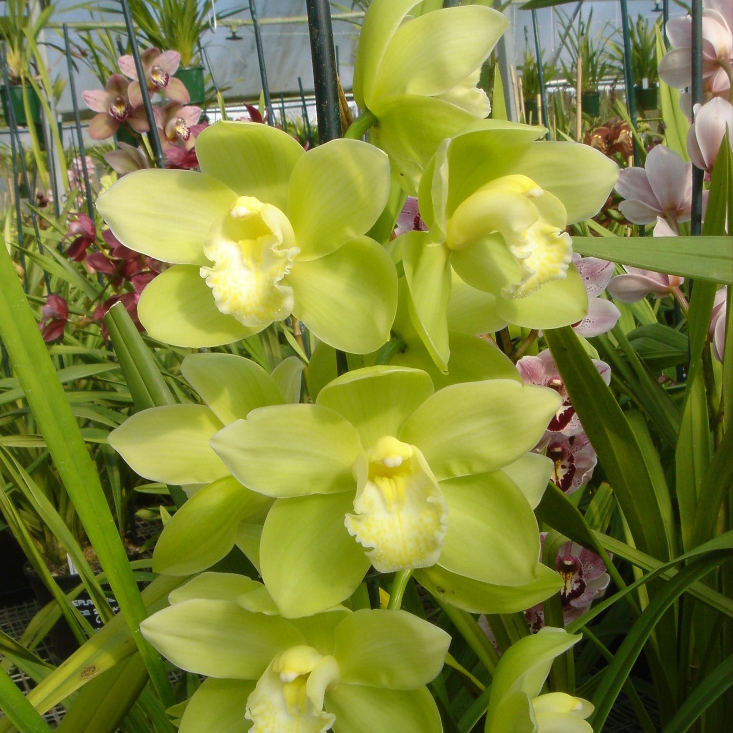 Cymbidium Baltic Glacier 'Mint Ice'