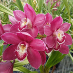 Cymbidium Wallamurra x Yowie Flame