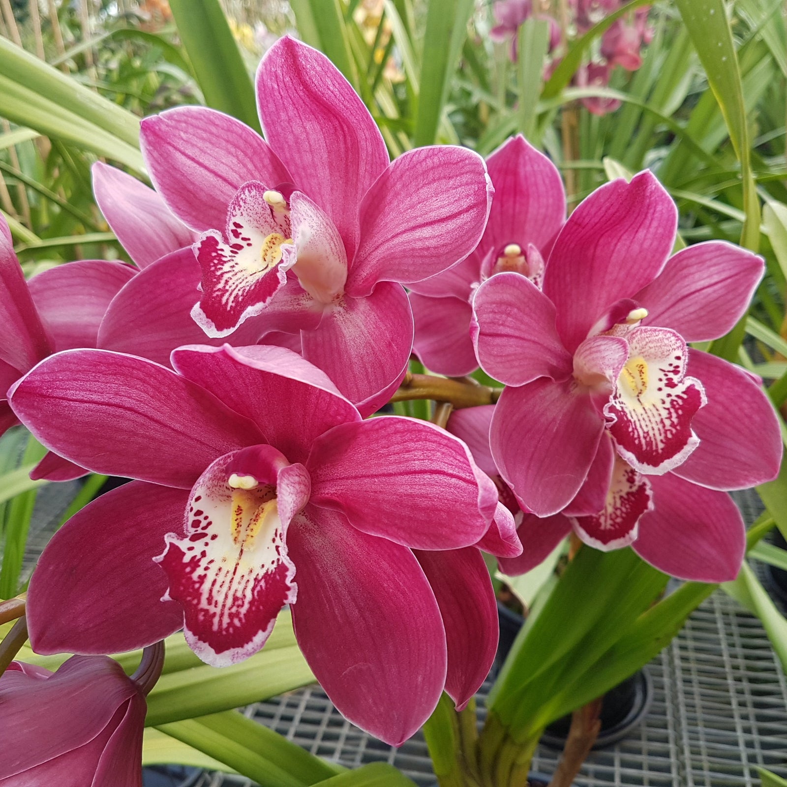Cymbidium Wallamurra x Yowie Flame