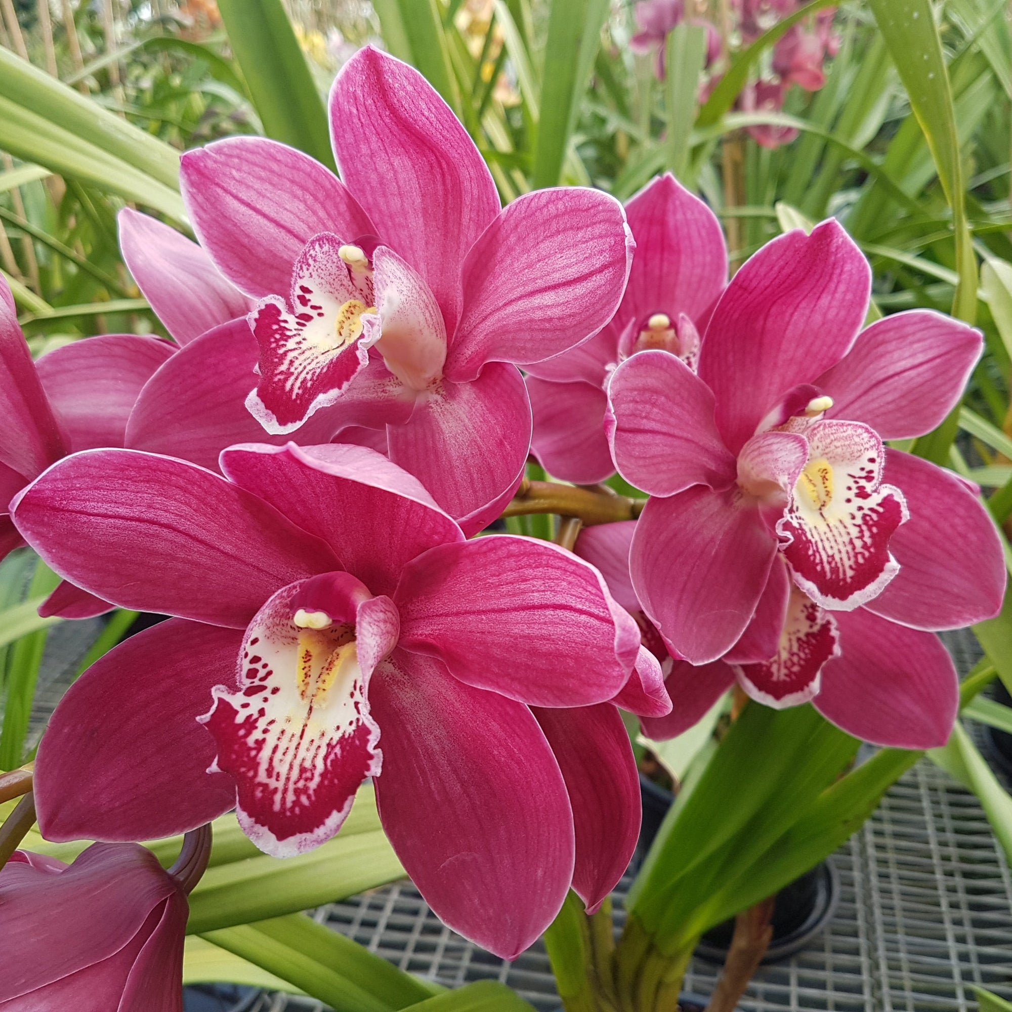 Cymbidium Wallamurra x Yowie Flame