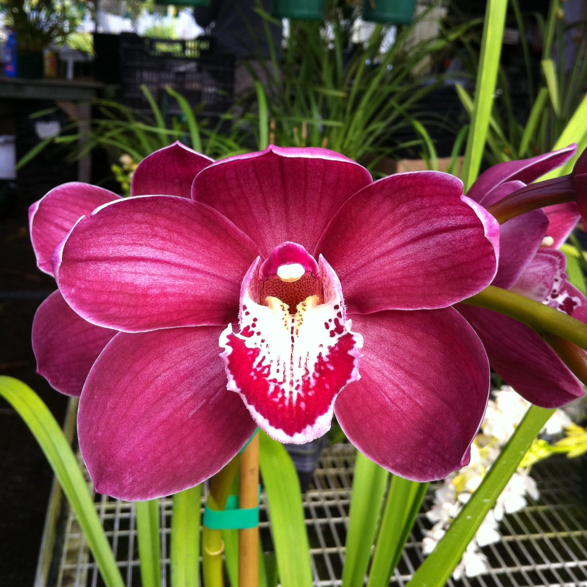 Cymbidium Wallamurra x Yowie Flame