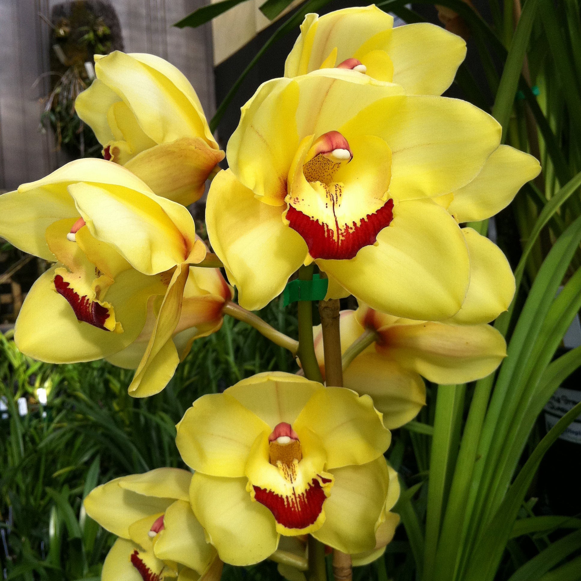 Cymbidium Tracey Reddaway 'Sunkist' x Kelly's Winter 'Patricia'