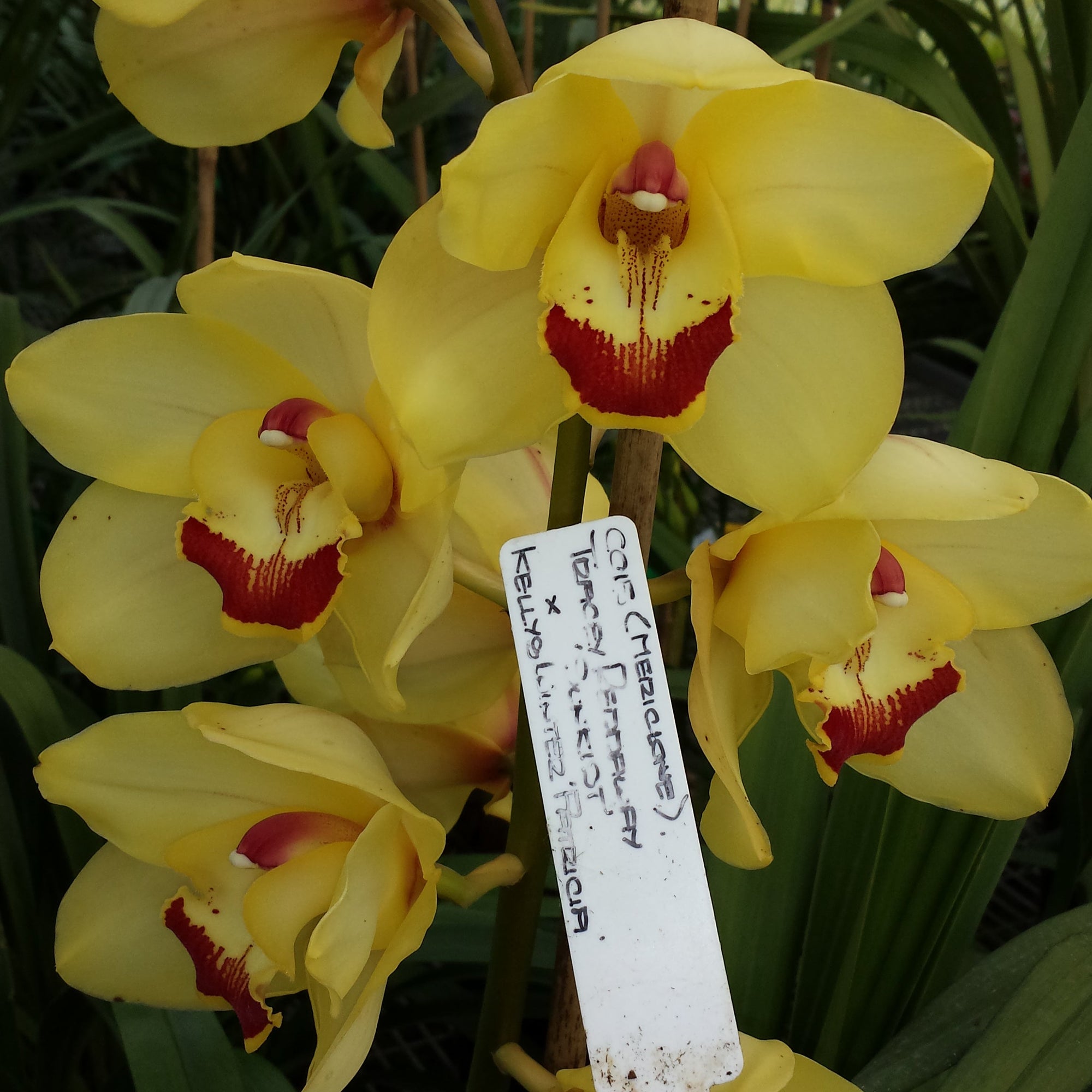 Cymbidium Tracey Reddaway 'Sunkist' x Kelly's Winter 'Patricia'