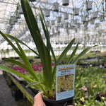 Cymbidium Sarah Jean Karen 3 only