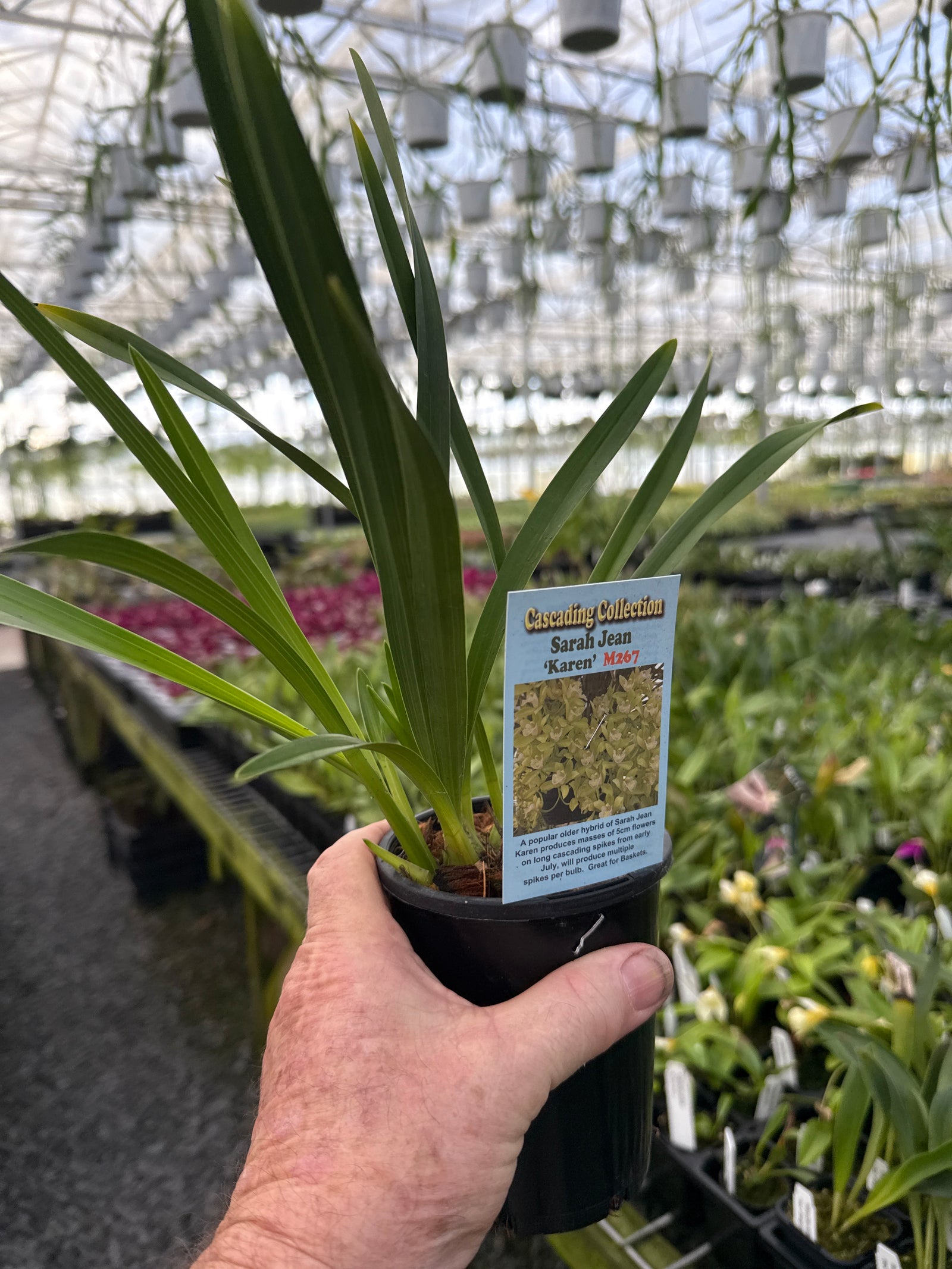 Cymbidium Sarah Jean Karen 3 only