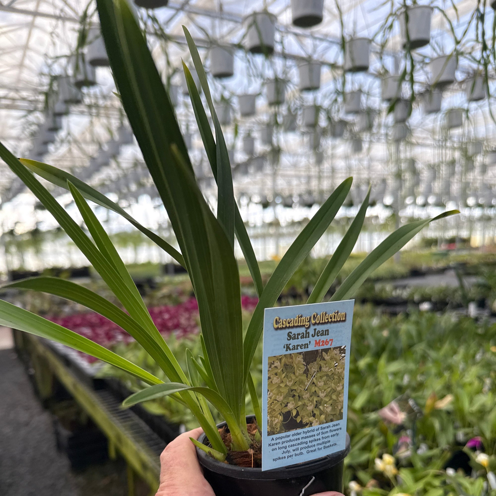 Cymbidium Sarah Jean 'Karen'