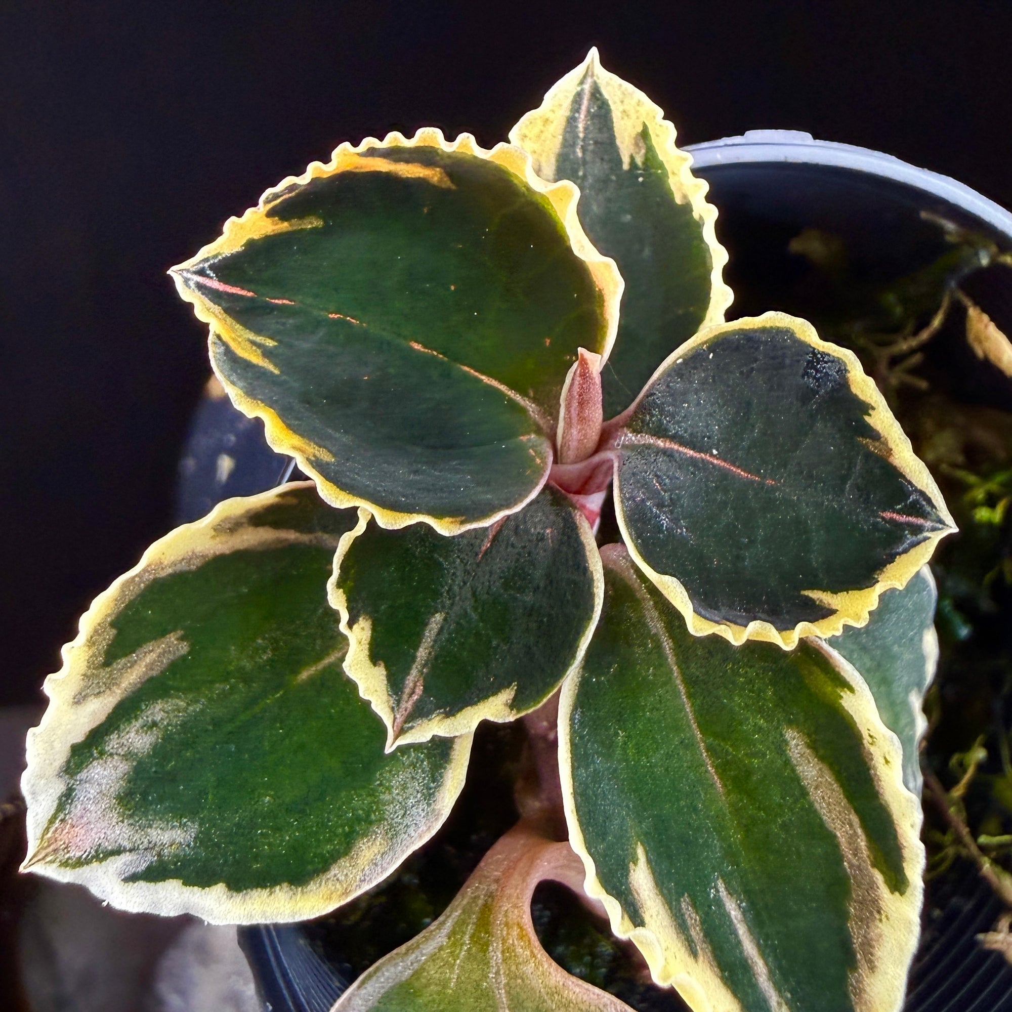 Anoectochilus 'Black Swan' variegated
